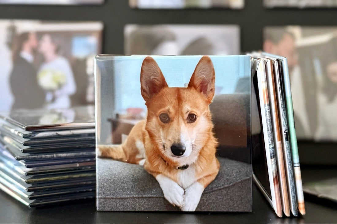 Pet Memorial Ideas: Honoring Pets We've Lost